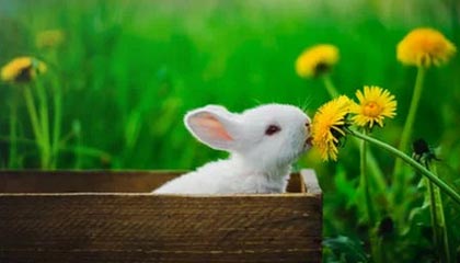 张家口伴游，定制QQ：3494206190微信：act1322